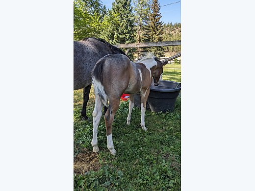 Bay Roan Tobiano APHA Colt