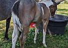 Paint - Horse for Sale in Kamloops, BC V2C 6Y1