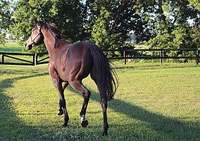 Thoroughbred (Thoroughbred, Mare) in Cottage Grove, WI