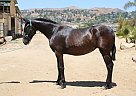 Andalusian - Horse for Sale in Canyon Country, CA 91387