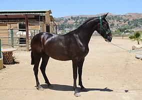 Andalusian / PRE (Andalusian / PRE, Mare) in Canyon Country, CA