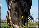 Other - Horse for Sale in Lisbon, NY 13658 Other - Horse for Sale in Lisbon, NY 13658