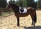 Friesian - Horse for Sale in Nine Mile Falls, WA 99026 Friesian - Horse for Sale in Nine Mile Falls, WA 99026