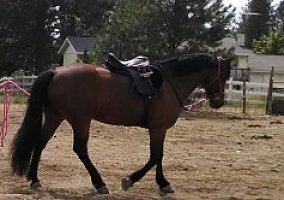 Friesian (Friesian, Mare) in Nine Mile Falls, WA