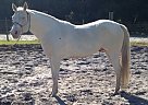 JustWhatWe - Stallion in Edgewater, FL