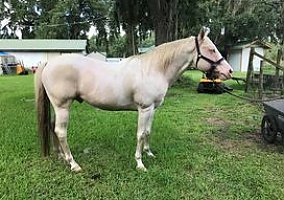 Paint (Paint, Stallion) in Edgewater, FL