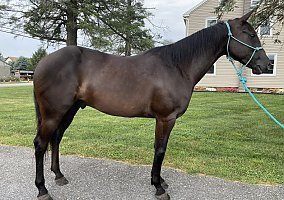 Quarter Horse (Quarter Horse, Gelding) in Lancaster, PA