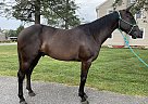 Quarter Horse - Horse for Sale in Lancaster, PA 17516