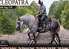 Percheron - Horse for Sale in Bogard, MO 64662
