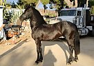 Friesian - Horse for Sale in SYLMAR, CA 91342