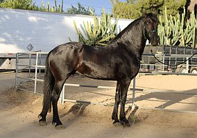 Guapo (Friesian, Stallion) in Sylmar, CA