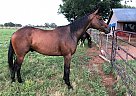 Golden Boy - Gelding in Fort Sumner, NM Golden Boy - Gelding in Fort Sumner, NM