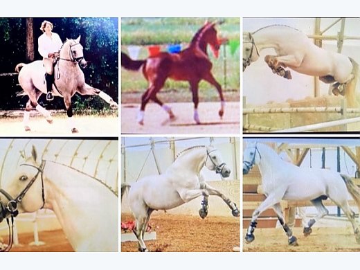 Mares Free Lifetime Home