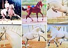 Warmblood - Horse for Sale in Abilene, KS 67410 Warmblood - Horse for Sale in Abilene, KS 67410