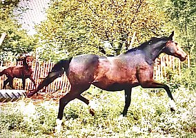 Warmblood (Warmblood, Mare) in Abilene, KS