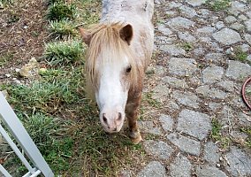 Miniature Horse (Miniature Horse, Mare) in Spring Hill, FL