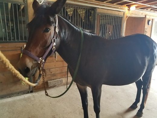 Molly Mule for Sale