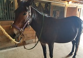 Mule (Mule, Mare) in Delaware, OH