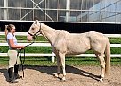 Spirit - Gelding in barrie, ON Spirit - Gelding in barrie, ON