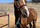 Calhun EXT - Gelding in Yakima, WA Calhun EXT - Gelding in Yakima, WA