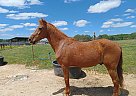 Quarter Horse - Horse for Sale in Greenville, SC 29687
