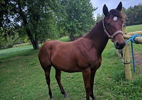 Quarter Horse (Quarter Horse, Mare) in Cambridge, MN