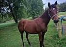 Quarter Horse - Horse for Sale in Cambridge, MN 55080