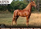 Tennessee Walking - Horse for Sale in Elbert, CO 80106
