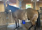 Quarter Horse - Horse for Sale in Owensboro, KY 42301 Quarter Horse - Horse for Sale in Owensboro, KY 42301