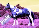 Gypsy Vanner - Horse for Sale in Branson, MO 65759 Gypsy Vanner - Horse for Sale in Branson, MO 65759