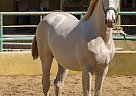 Andalusian - Horse for Sale in Canyon Country, CA 91387