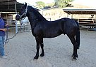 Friesian - Horse for Sale in SYLMAR, CA 91342