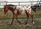 Appaloosa - Horse for Sale in Hill City, MN 55748