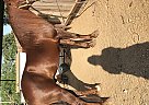 Last Of his Kind Crash E