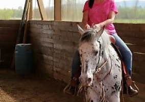 Beautiful 15.3hh Appy Gelding Appaloosa Gelding