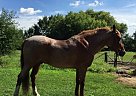 Beautiful Mustang Gelding Mustang Gelding