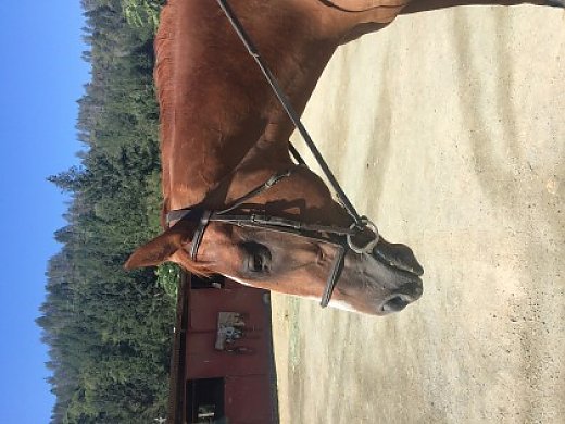 7yr old Chestnut TB Gelding FOR Sale