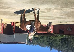 Thoroughbred (Thoroughbred, Stallion) in Calistoga, CA