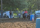 Shetland Pony - Horse for Sale in Rock City Falls, NY 12863 Shetland Pony - Horse for Sale in Rock City Falls, NY 12863