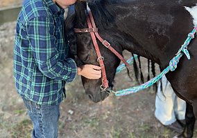 Shetland Pony (Shetland Pony, Gelding) in Rock City Falls, NY
