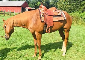 Quarter Horse (Quarter Horse, Gelding) in Coventry, RI