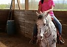 - Gelding in Banks, OR - Gelding in Banks, OR