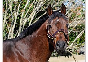 Thoroughbred (Thoroughbred, Stallion) in Chestertown, MD