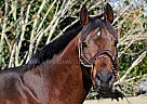 Thoroughbred - Horse for Sale in Chestertown, MD 21620 Thoroughbred - Horse for Sale in Chestertown, MD 21620