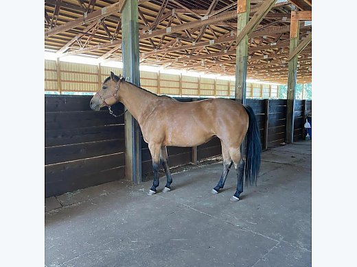 Dollybright Trained&kid Safe