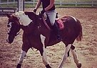 NEW Price!!!16.1 hh Registered A... Warmblood Gelding