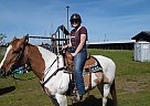 Kix - Gelding in Blanchard, ID Kix - Gelding in Blanchard, ID