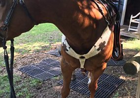 Quarter Horse - Horse for Sale in Blairsville, GA 30512 Quarter Horse - Horse for Sale in Blairsville, GA 30512
