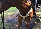 Quarter Horse - Horse for Sale in Blairsville, GA 30512 Quarter Horse - Horse for Sale in Blairsville, GA 30512