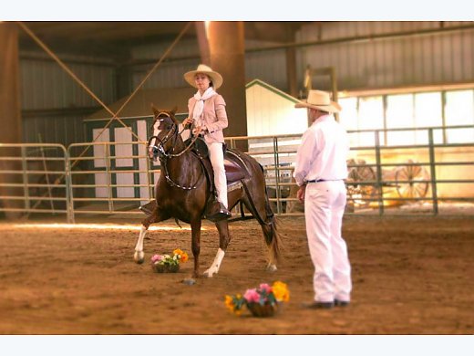 Sold - Peruvian Show Trail Mare